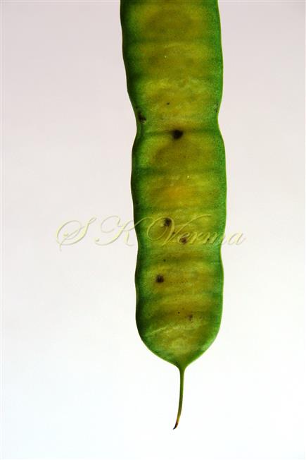 Pod-Raised lines between seeds